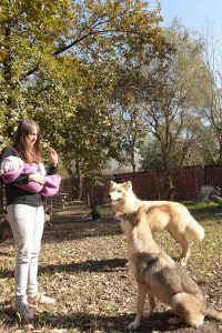 Lynae (al frente) - perro loba europea