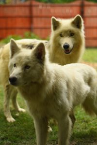 el perro lobo, o mal llamado lobo híbrido