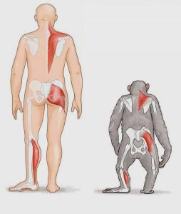 podemos ver lo que los instintos salvajes de la mujer miran en el hombre