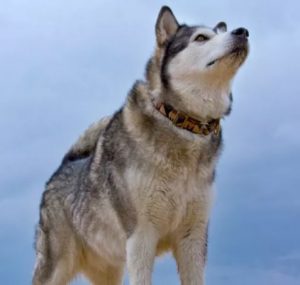 perro lobo difícil de controlar, tiene más de husky que de otra cosa
