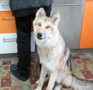 cherokee cocinando 2