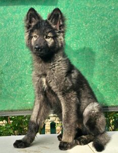 WhatsApp Image 2025-06-09 at 12.44.01