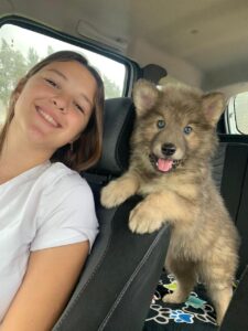 boston cachorro coche